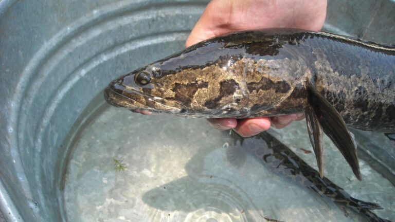 Pez cabeza de serpiente del norte (Channa argus) sostenido fuera del agua durante un estudio sobre esta especie invasora.