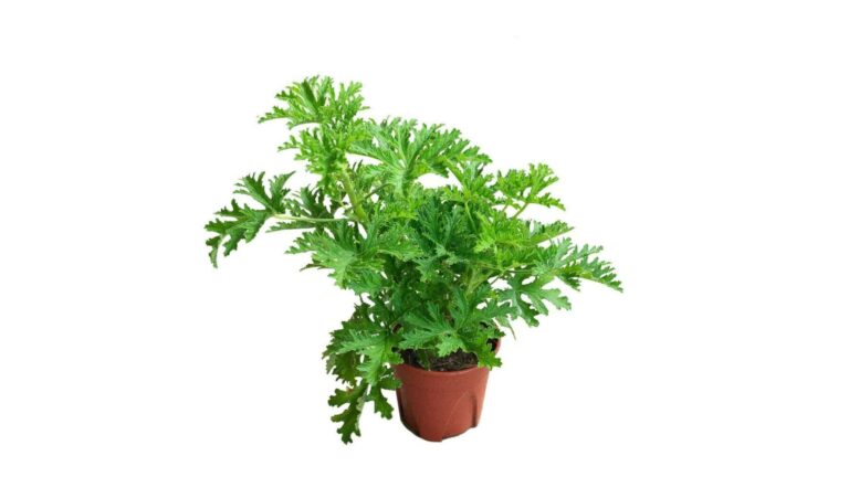 Planta de citronela en maceta, una de las especies que ayudan a mantener alejadas las cucarachas de forma natural.
