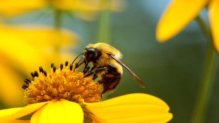 Una planta invasora bloquea la reproducción de una especie nativa en solo cuatro días