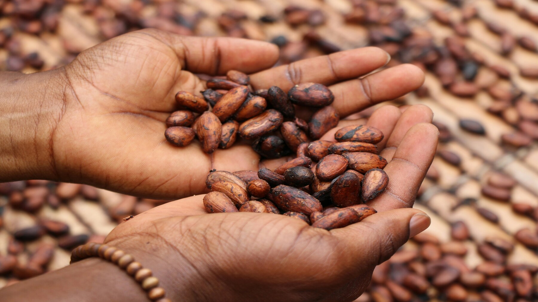 Día Mundial del Cacao 2026 en una plantación sostenible de cacao