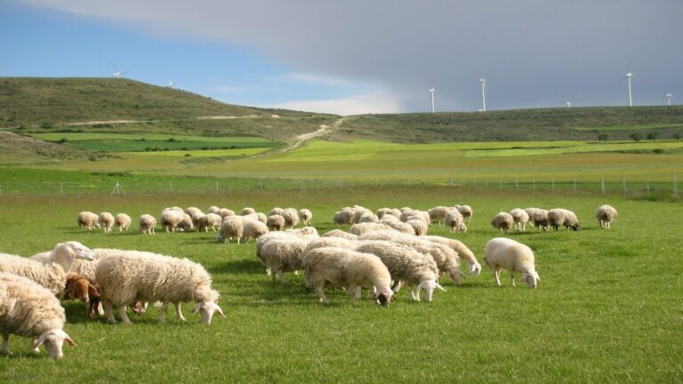 la ganadería ovina protege la biodiversidad en Castilla y León