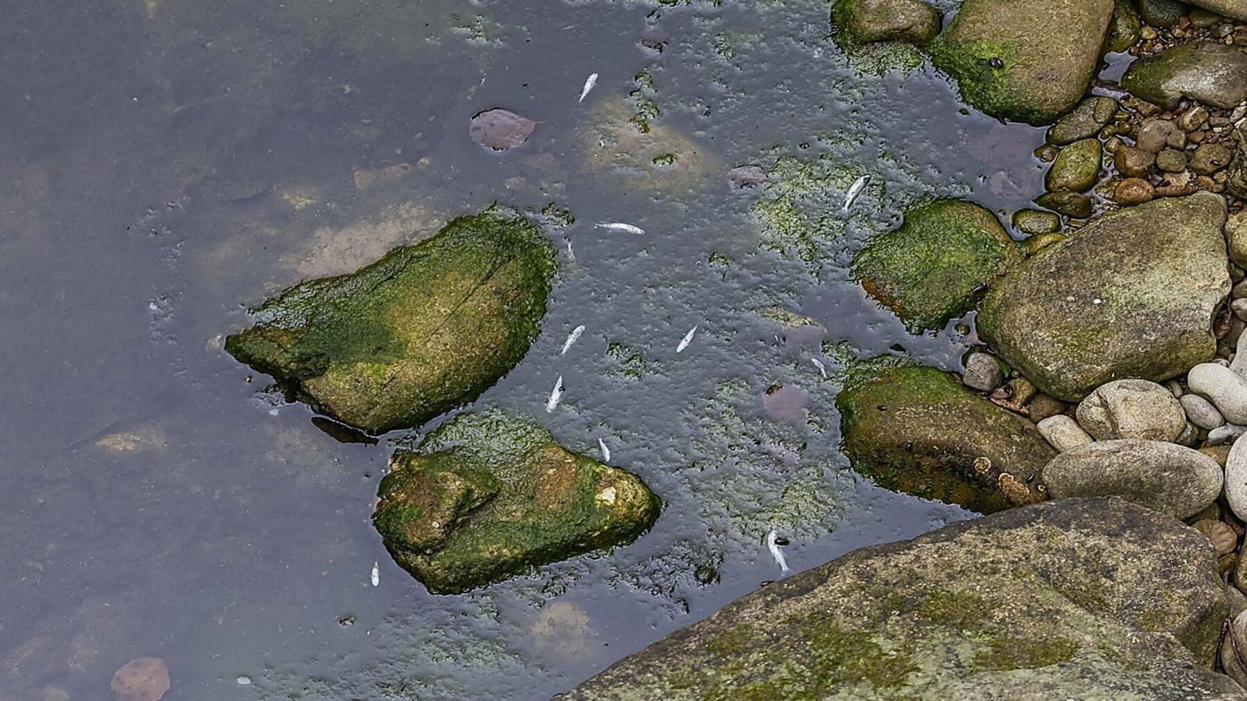 Vertido de purines arrasa el río Llerana y el Pisueña