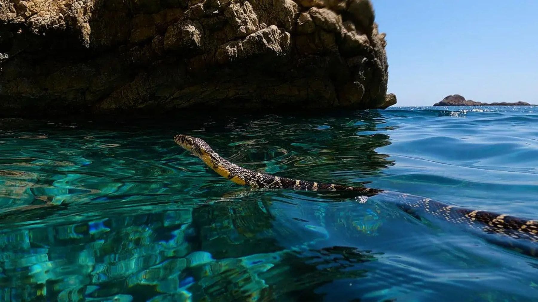 Culebra de herradura nadando junto a la costa de Baleares, una especie no venenosa cuya expansión preocupa por su impacto ecológico.