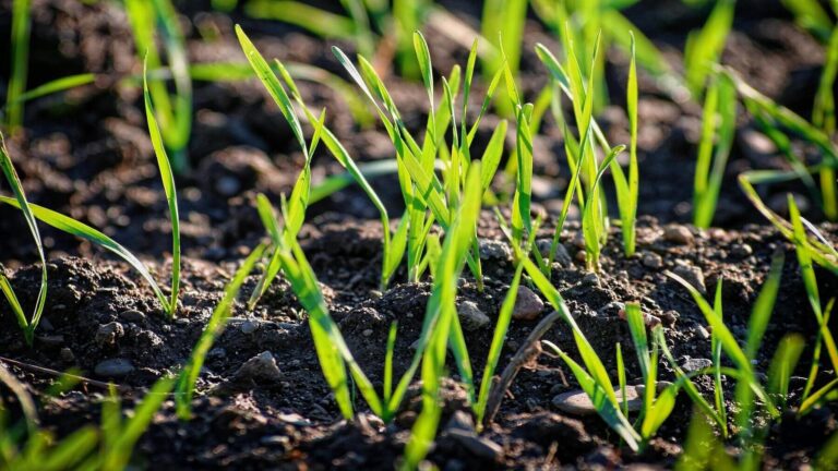 Los suelos vivos son la clave para frenar la desertificación y garantizar los alimentos.