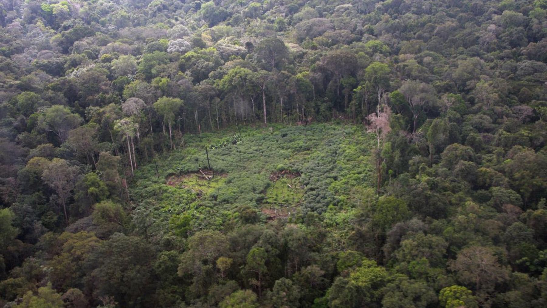 Claro abierto en el bosque primario de Surinam para uso agrícola rodeado por selva tropical.