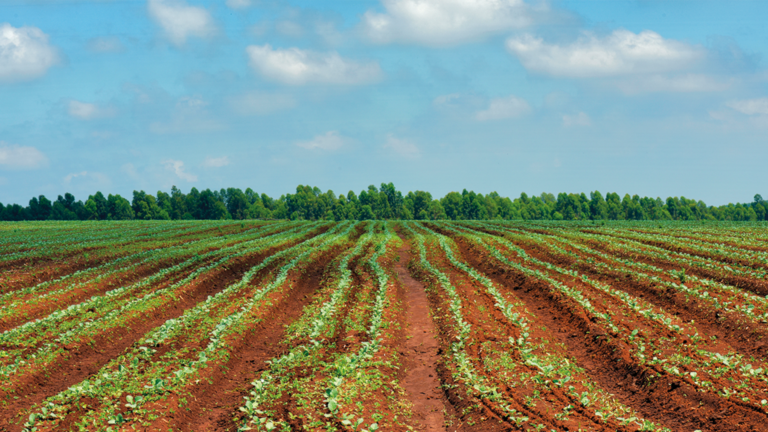 La agricultura de carbono mejora la salud del suelo en Navarra