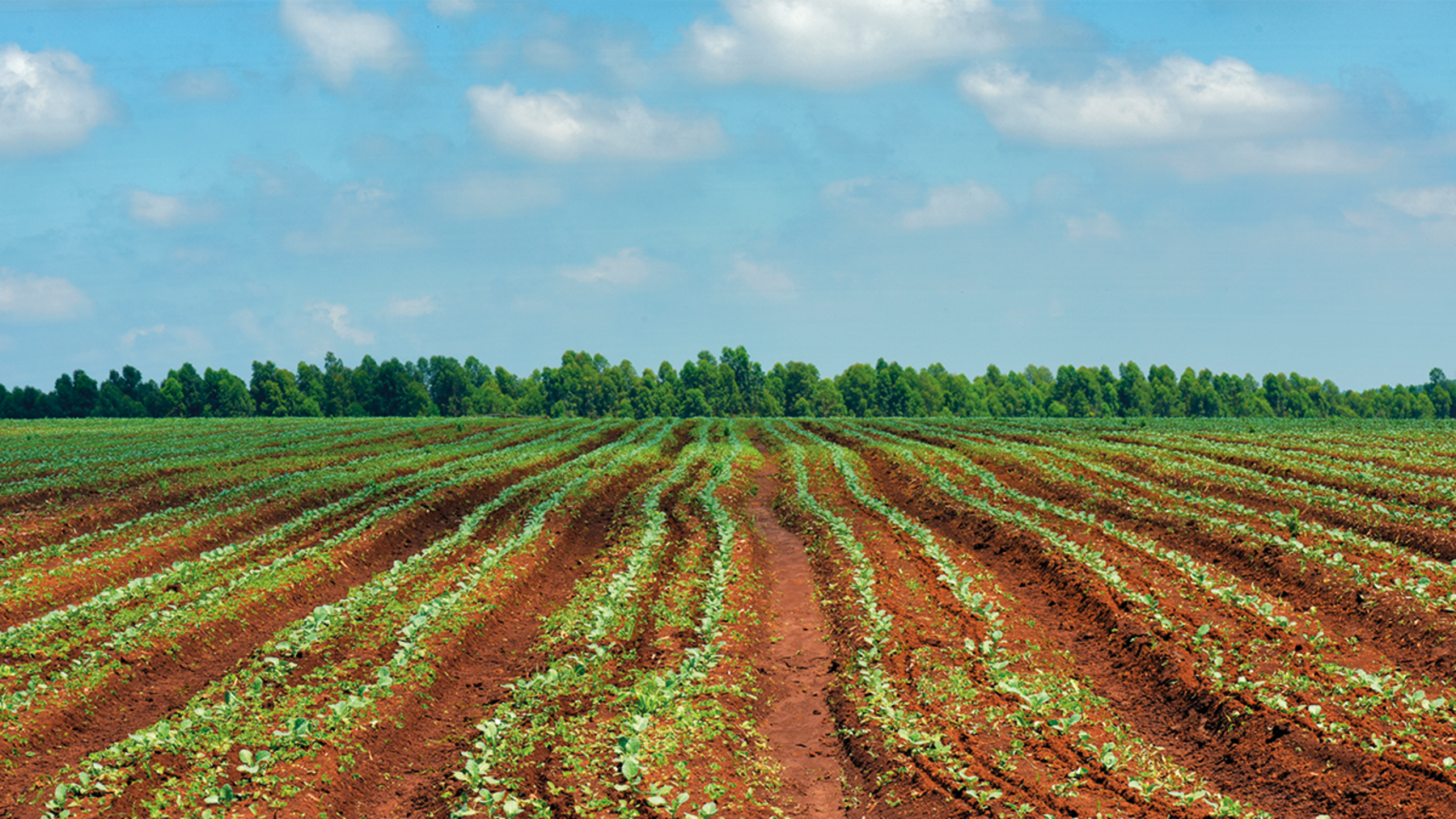 La agricultura de carbono mejora la salud del suelo en Navarra