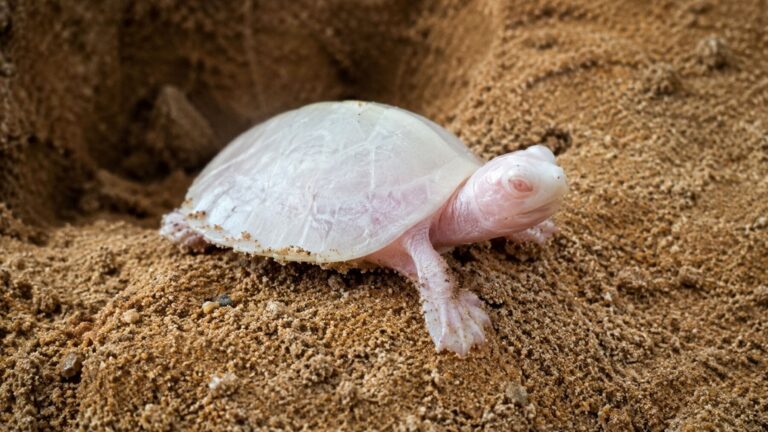 Tortuga de río albina (Podocnemis unifilis) recién nacida sobre la arena en la Reserva Nacional Manuripi, Bolivia.