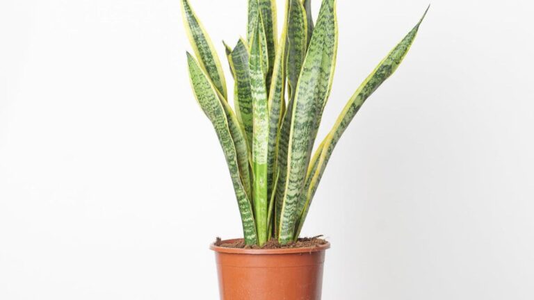 Lengua de suegra o sansevieria en maceta, una planta de interior cuyo sustrato puede verse perjudicado por añadir azúcar.