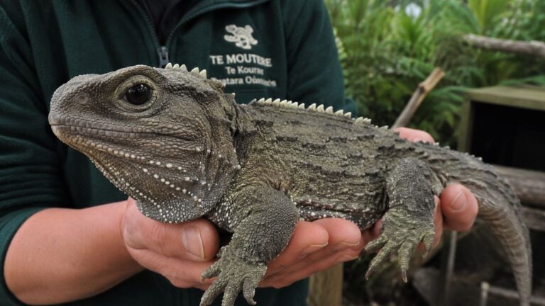 Henry, un tuátara de Nueva Zelanda, considerado un fósil viviente con 250 millones de años de historia evolutiva