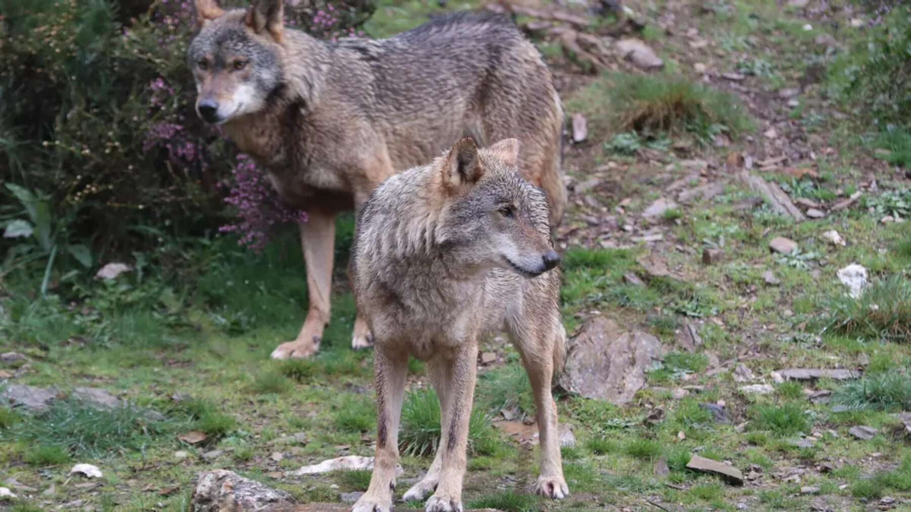 Amigos de la Tierra La Rioja rechazan el plan de caza del lobo