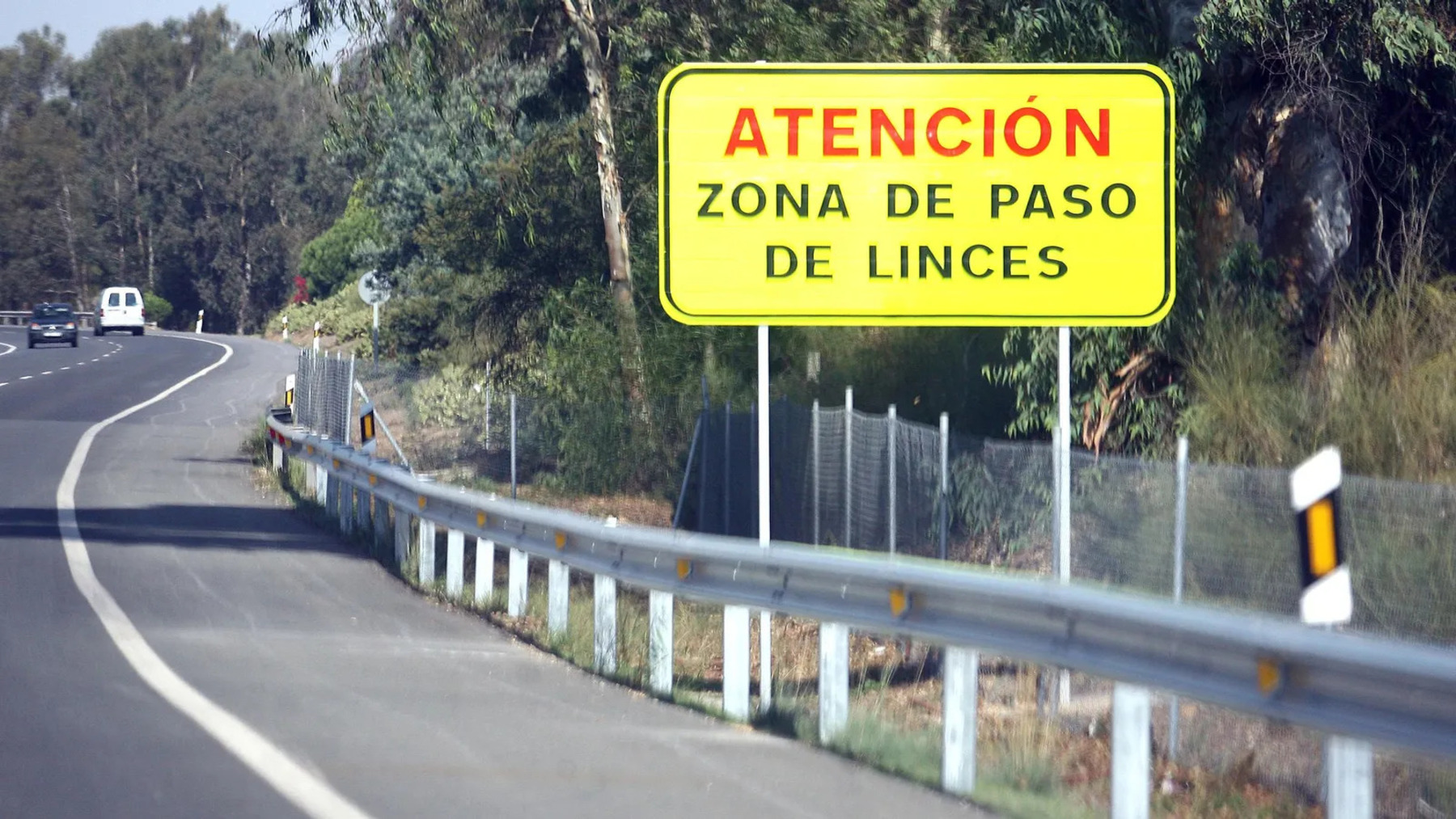 Los atropellos de lince ibérico siguen amenazando Doñana