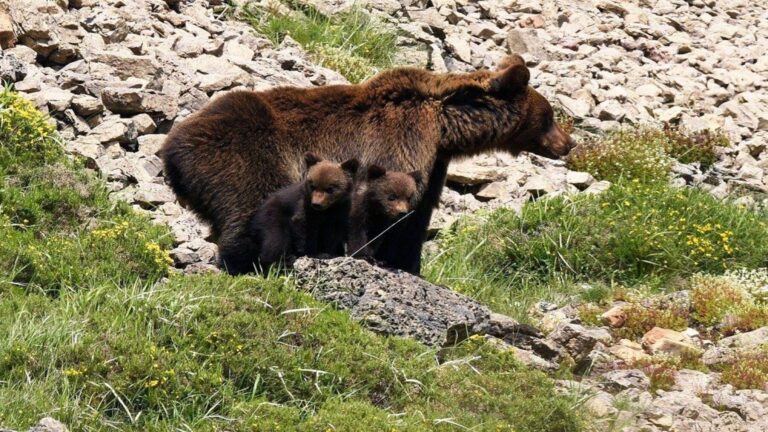 dos osas con tres crías cada una documentadas en el Pirineo junto a sus oseznos en un bosque del Valle de Arán.