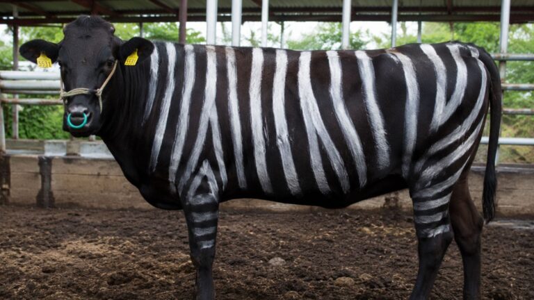 Vaca negra pintada con rayas blancas similares a las de una cebra durante un experimento científico realizado en Japón para reducir las picaduras de moscas.