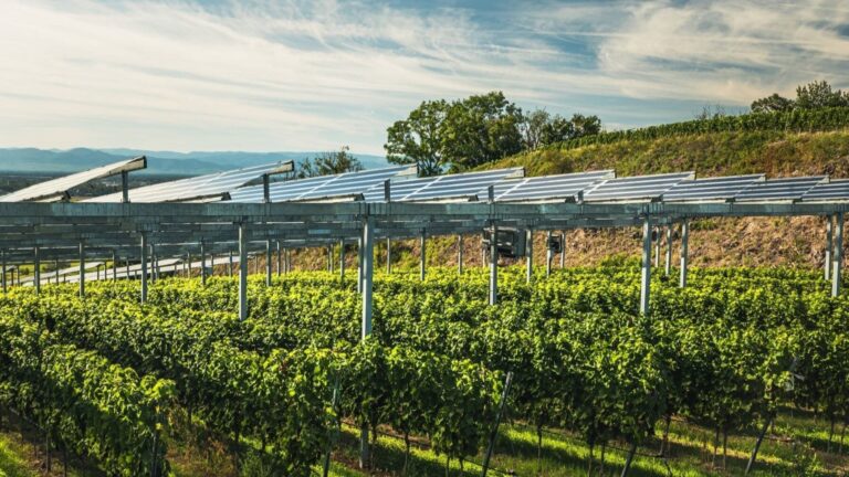 La agrivoltaica protege los cultivos del cambio climático y genera energía