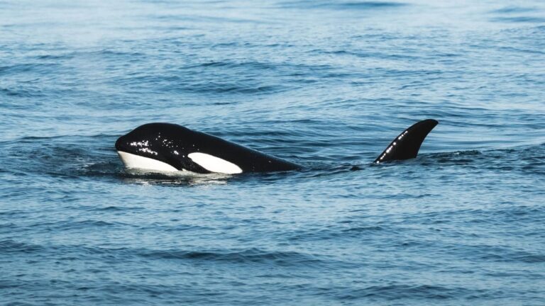 Una orca ibérica aparece con heridas compatibles con perdigones