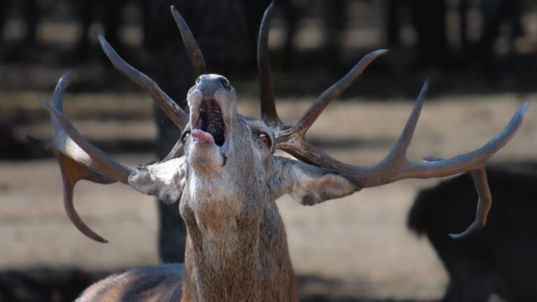 Los safaris de la berrea en Monfragüe generan polémica