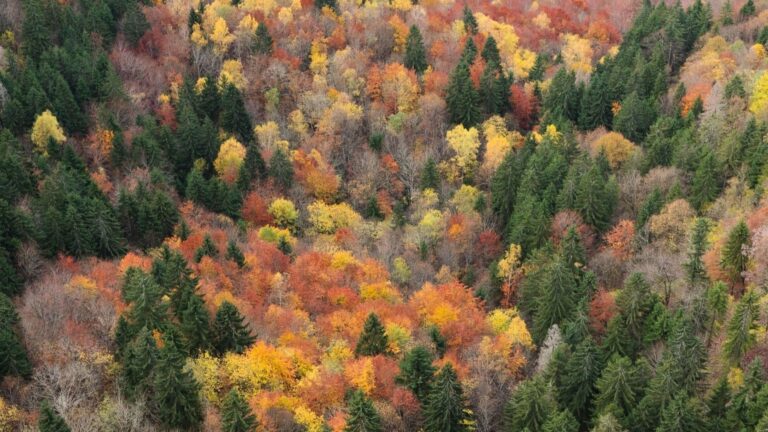 Los bosques mixtos serán la mejor defensa frente al cambio climático