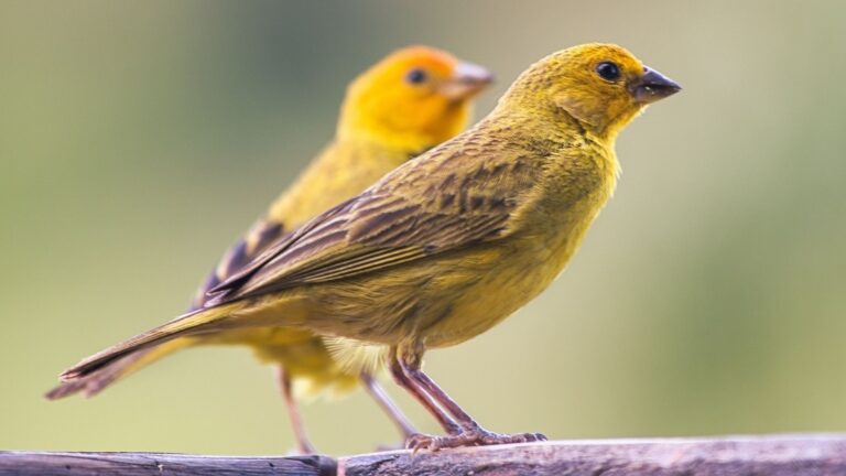 Aragón autoriza la captura de aves silvestres y desata la polémica