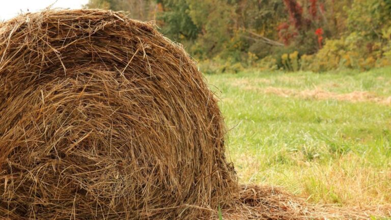 Castilla y León adelanta la cosecha para alimentar al ganado