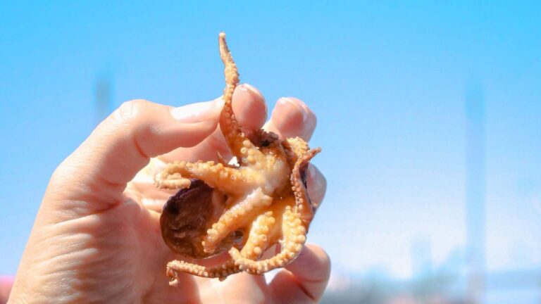 La cría experimental de pulpo abre dudas sobre su producción industrial