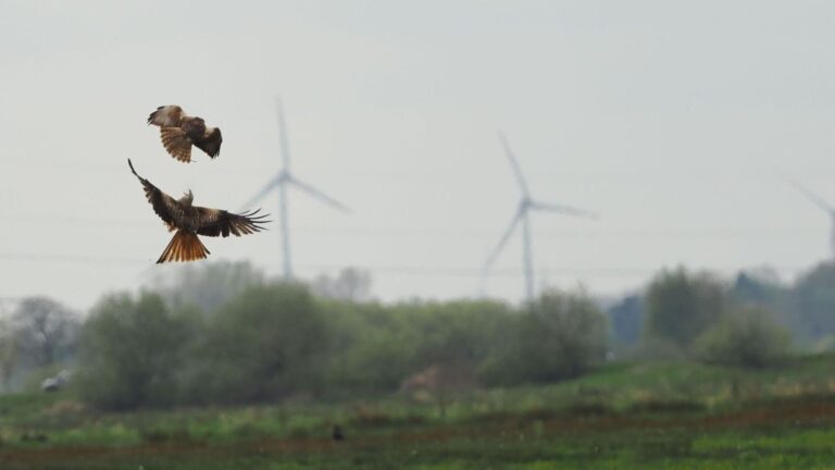 Galicia tumba un parque eólico para proteger las aves