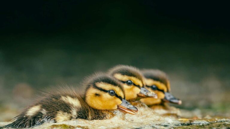 marisma de Doñana al final del verano con escasos puntos de agua y refugios para aves acuáticas