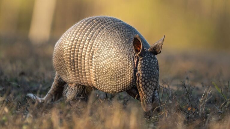 Día Internacional del Armadillo mamífero acorazado en la naturaleza