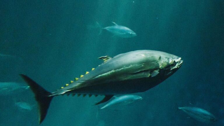 Las crías de atún rojo rozan su límite térmico en el Mediterráneo