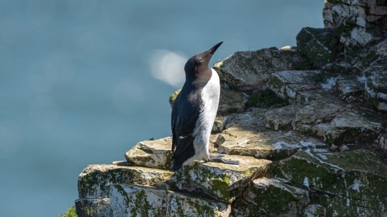 El calor extremo amenaza a miles de especies animales