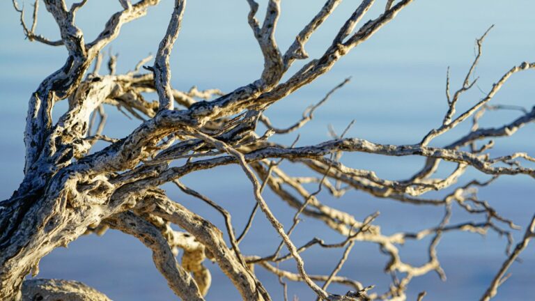 Los incendios y la sequía aceleran la crisis climática