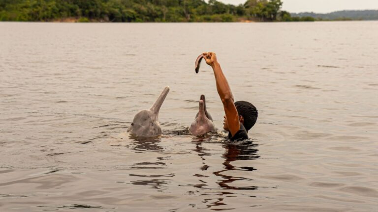 Los delfines del Amazonas desaparecen silenciosamente en Ecuador y los científicos lanzan una alerta