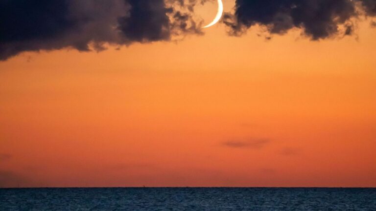 El eclipse solar cambiará el comportamiento de los animales marinos