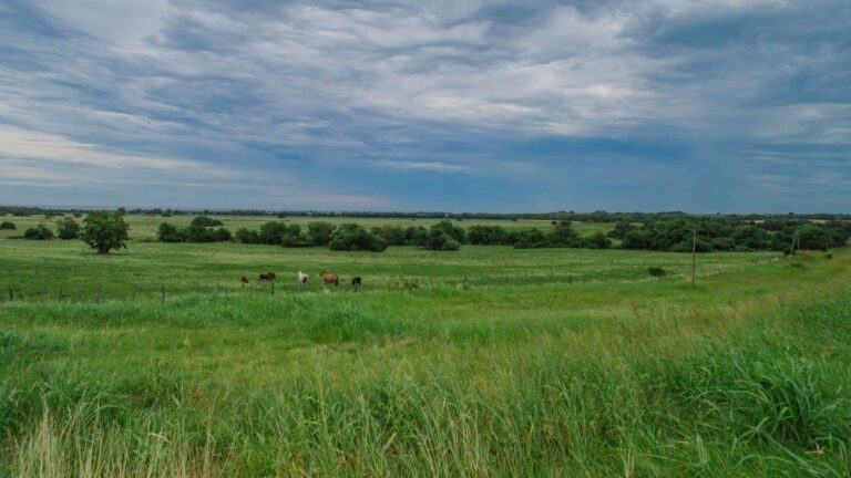 pastizales naturales amenazados por degradación, cambio climático y transformación del territorio