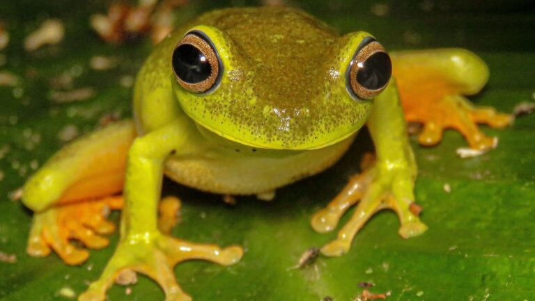 Los ojos de las ranas revelan la sequía mediante el oscurecimiento del iris