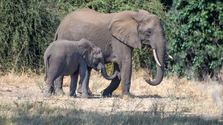 Los elefantes de Amboseli están muriendo sin una explicación definitiva