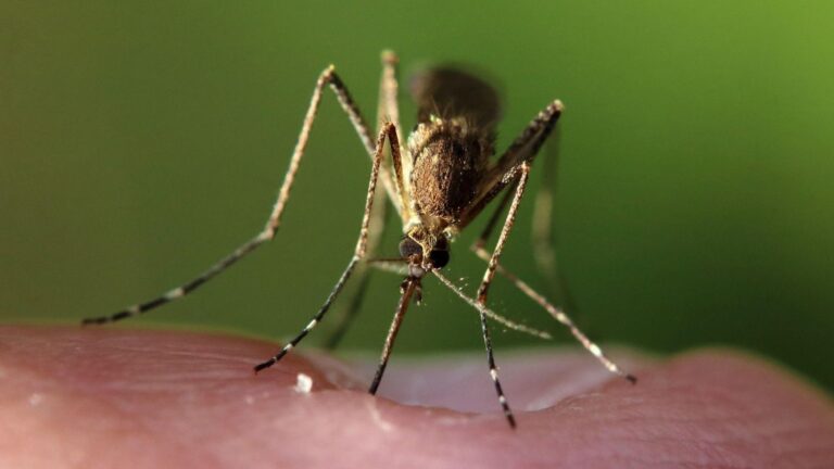 El virus del Nilo Occidental aumenta el riesgo en España