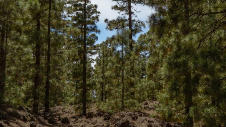 el pino canario que resucita después del fuego rebrota en una zona afectada por el incendio forestal de La Palma.