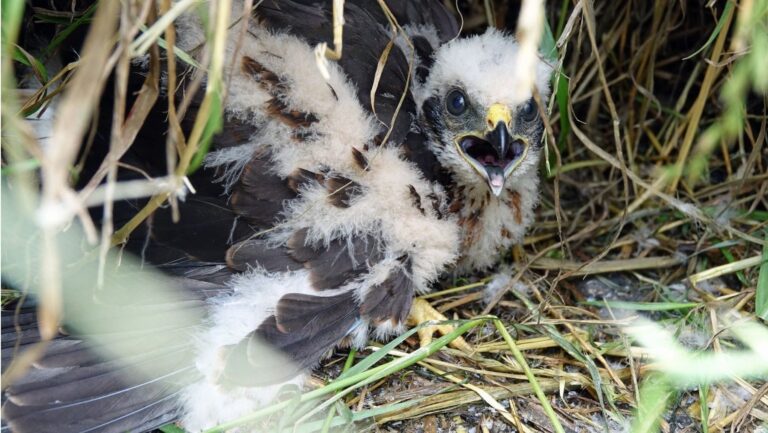 El aguilucho cenizo desaparece de los campos españoles por el creciente fracaso reproductor