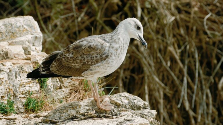 España suma 19 nuevas áreas clave para proteger las aves