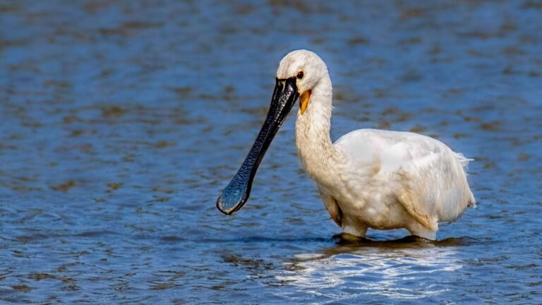 Una espátula viaja desde Países Bajos hasta Las Tablas de Daimiel