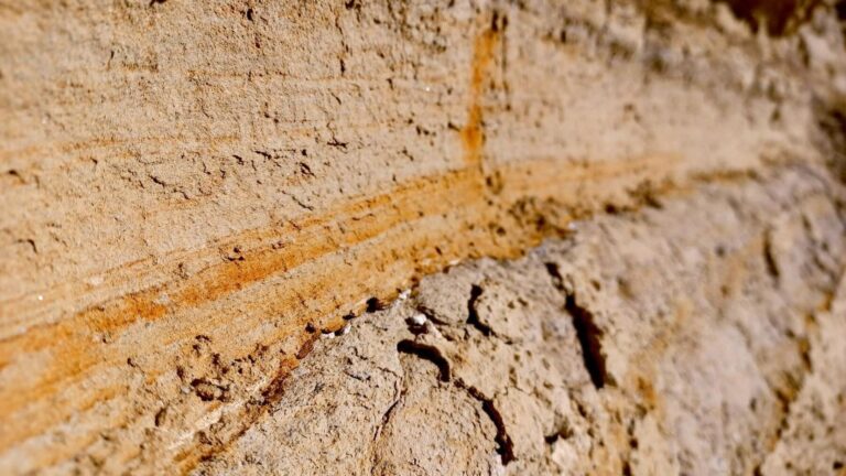 Descubren un reptil marino de cuello largo de hace 245 millones de años