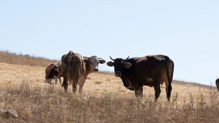 La falta de pastos amenaza a la ganadería ecológica catalana