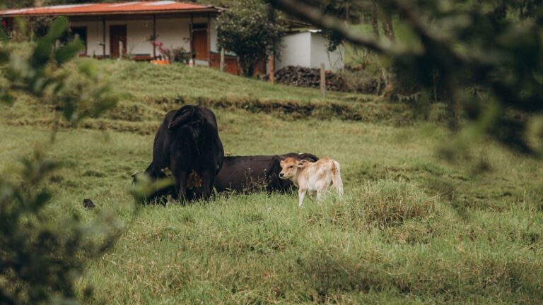 Un ganadero regenera el campo imitando a las manadas