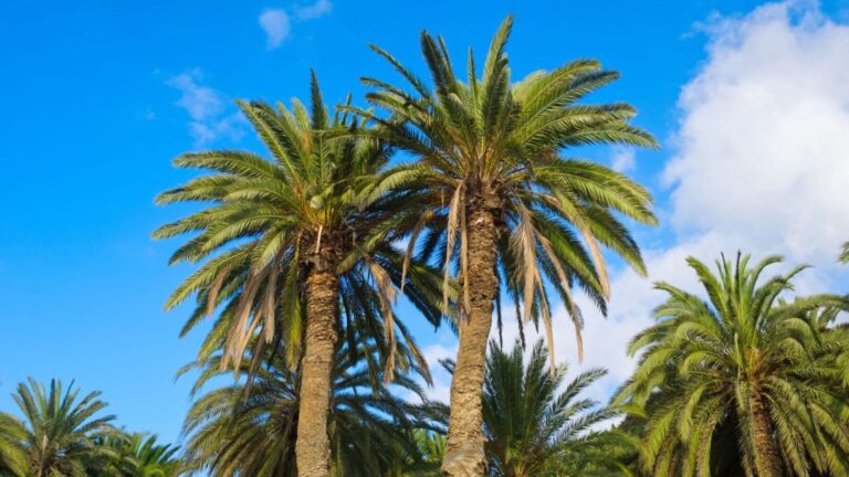 palmera canaria de Fuerteventura protegida mediante genética y restauración frente al cambio climático