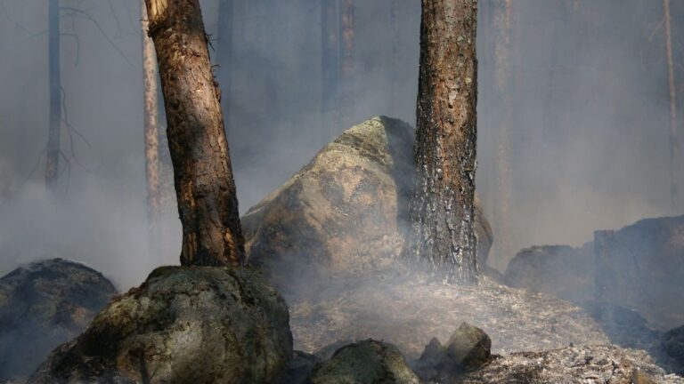 Greenpeace alerta del peligro que llega después de los incendios