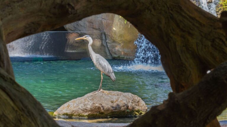 Bioparc València combate el calor con helados para animales durante la alerta roja