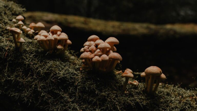 los hongos que salvarán los bosques de Sierra Espuña fortalecen las raíces de las plantas frente a la sequía.