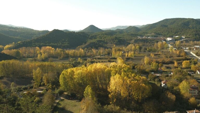 La inteligencia artificial revoluciona la gestión de los bosques