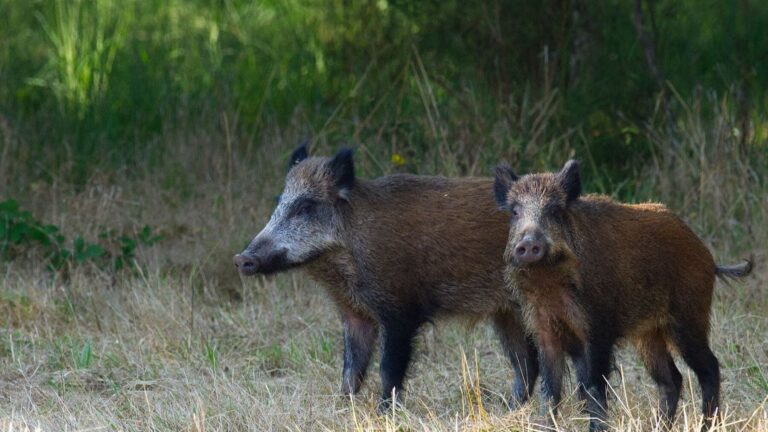 Los ecologistas piden anular la emergencia cinegética del jabalí en Galicia